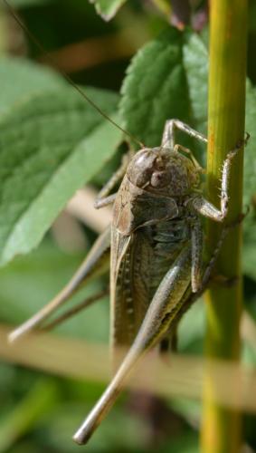 Réf. 264 902 : Platycleis albopunctata